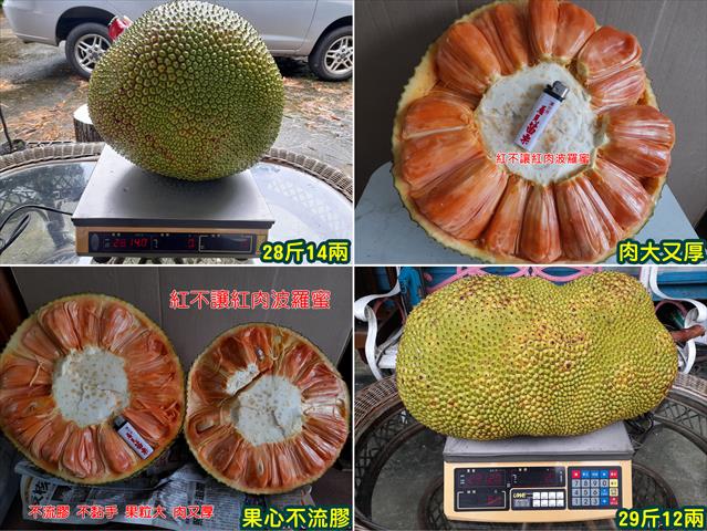 波羅蜜 產品圖片（圖片編號 809765）