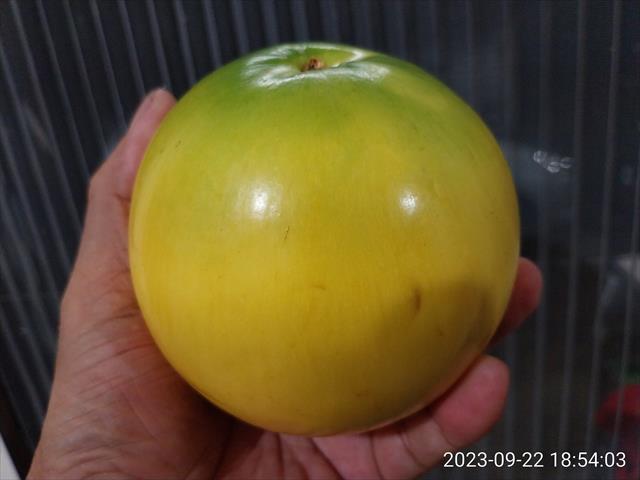 黃金果(黃晶果,加蜜蛋黃果,蜜蛋黃果) 產品圖片（圖片編號 809780）
