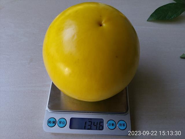 黃金果(黃晶果,加蜜蛋黃果,蜜蛋黃果) 產品圖片（圖片編號 809781）