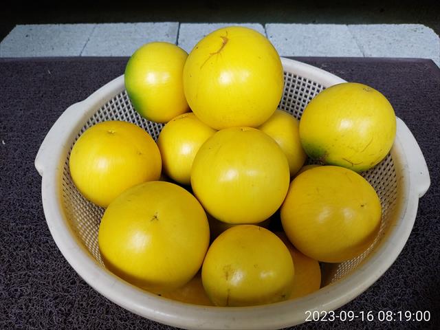 黃金果(黃晶果,加蜜蛋黃果,蜜蛋黃果) 產品圖片（圖片編號 809782）