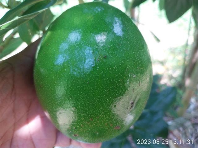 酪梨 產品圖片（圖片編號 809787）