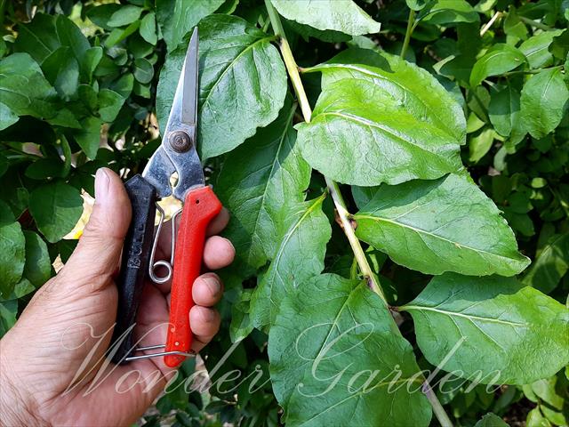 葉用枸杞 產品圖片（圖片編號 809788）