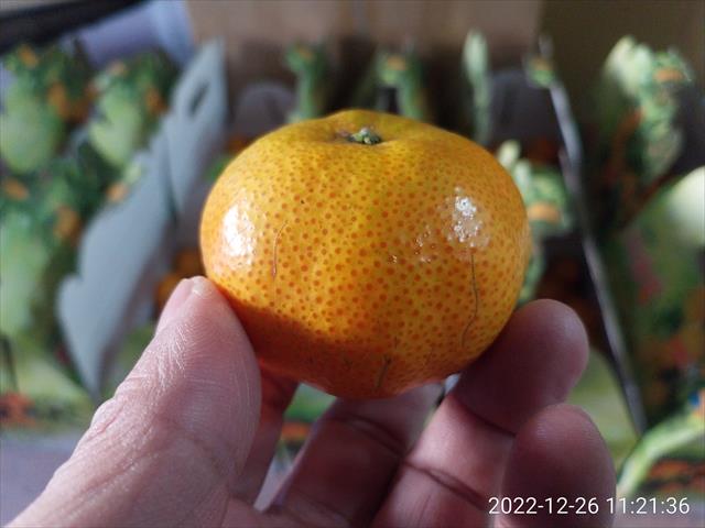 砂糖橘 產品圖片（產品編號 597726）