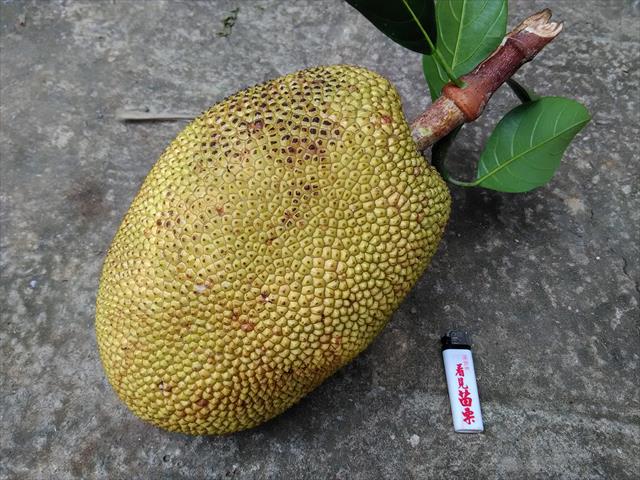 榴槤蜜 產品圖片（圖片編號 810132）