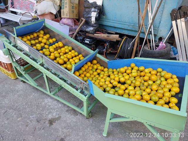 帝王柑 產品圖片（圖片編號 810410）