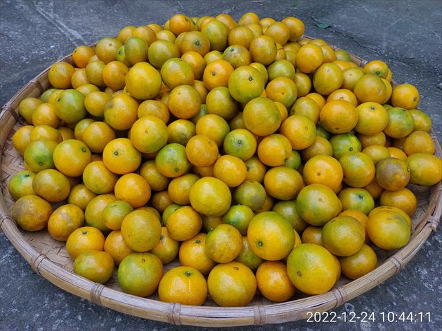 帝王柑 產品圖片（圖片編號 810411）