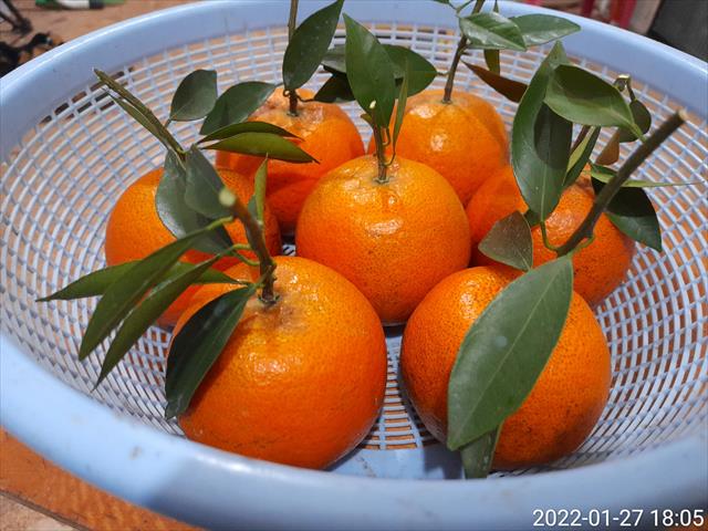 桶柑 產品圖片（圖片編號 811147）