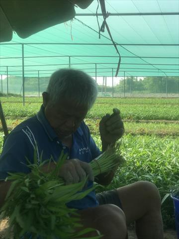 蕹菜(空心菜) 產品圖片（圖片編號 811657）