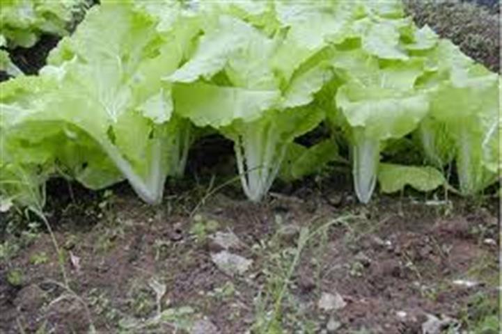小白菜 產品圖片（圖片編號 813643）