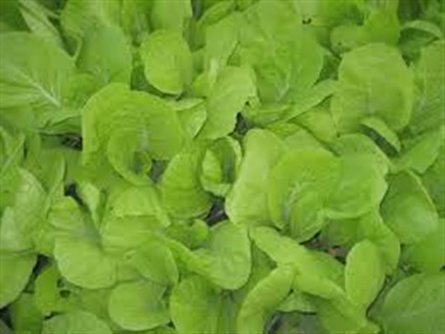 小白菜 產品圖片（圖片編號 813644）