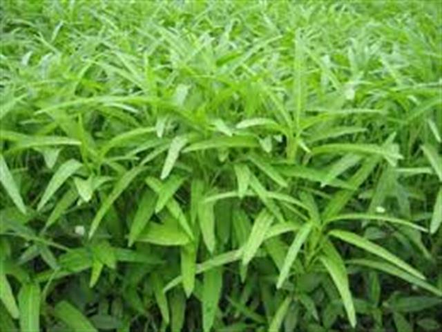 蕹菜(空心菜) 產品圖片（圖片編號 813646）