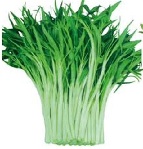 蕹菜(空心菜) 產品圖片（圖片編號 813647）