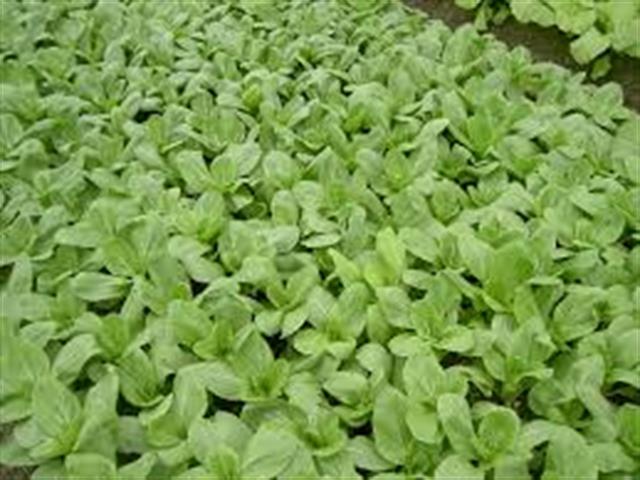 青江菜(青梗菜,青油菜) 產品圖片（圖片編號 813651）
