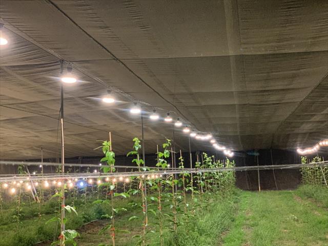 百香果 產品圖片（圖片編號 822367）