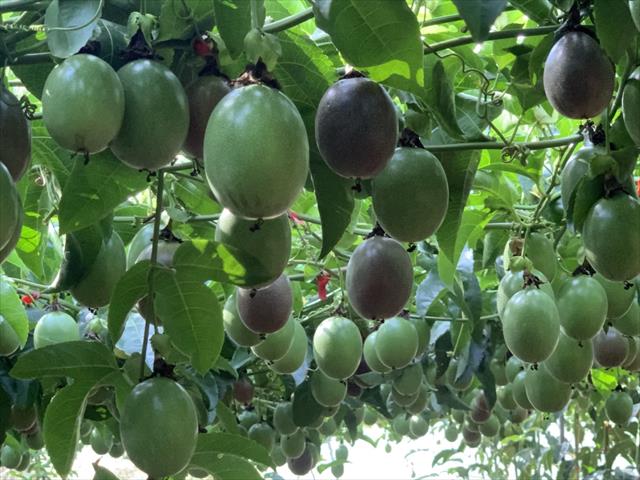 百香果 產品圖片（圖片編號 822368）