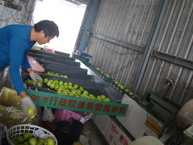 棗 產品圖片（產品編號 617064）
