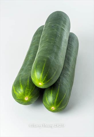 胡瓜(大黃瓜) 產品圖片（產品編號 620526）