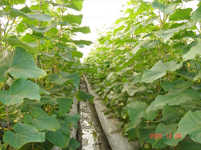 胡瓜(大黃瓜) 產品圖片（圖片編號 825371）