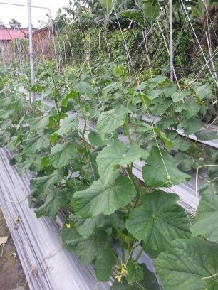 小黃瓜(花胡瓜) 產品圖片（圖片編號 825373）