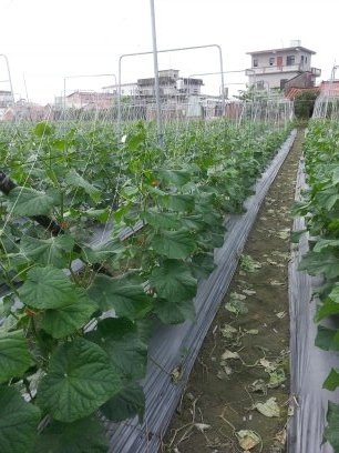 小黃瓜(花胡瓜) 產品圖片（圖片編號 825374）