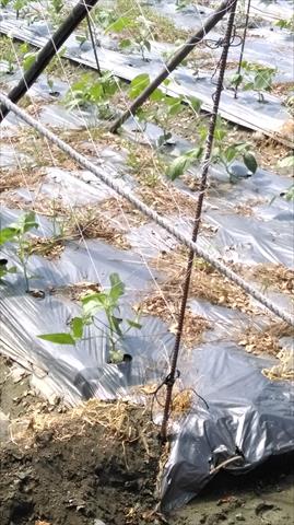 長豇豆 產品圖片（圖片編號 825385）