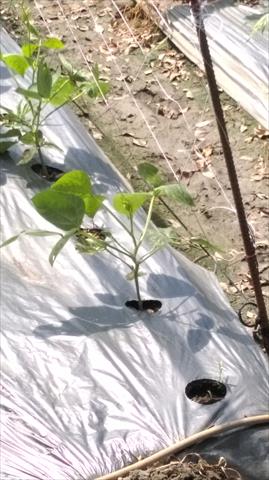 長豇豆 產品圖片（圖片編號 825386）