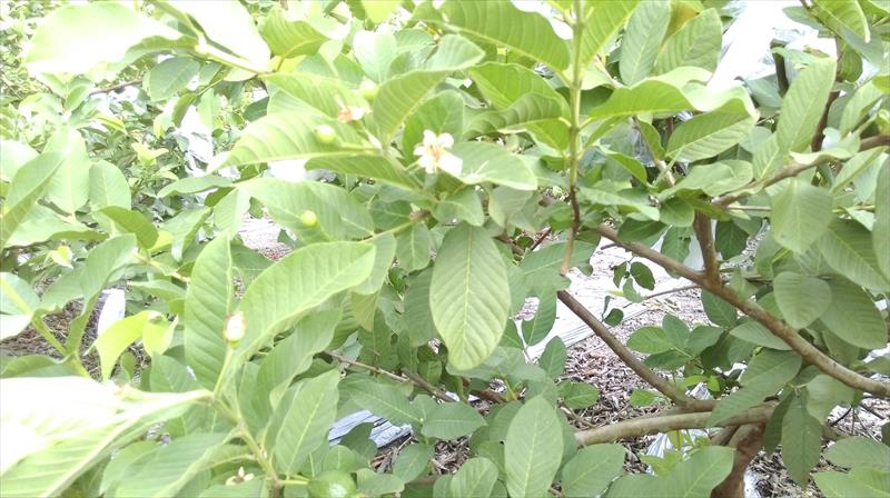番石榴(芭樂) 產品圖片（圖片編號 825389）