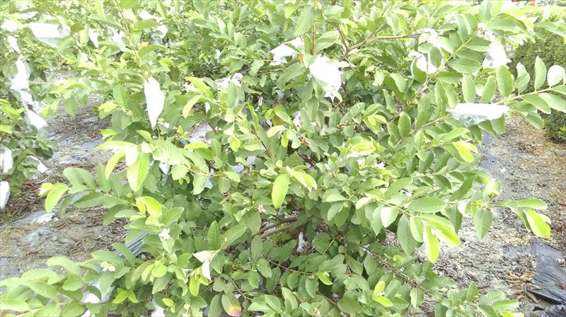 番石榴(芭樂) 產品圖片（圖片編號 825390）