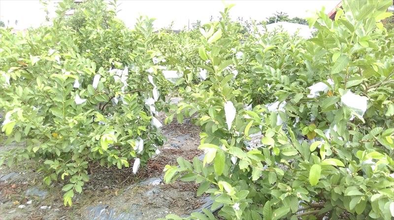 番石榴(芭樂) 產品圖片（圖片編號 825391）