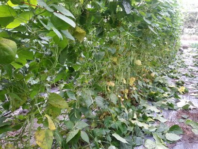 四季豆(菜豆) 產品圖片（圖片編號 825393）