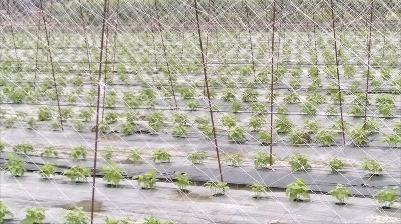 四季豆(菜豆) 產品圖片（圖片編號 825394）