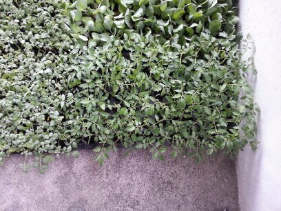 番茄(含小番茄) 產品圖片（圖片編號 825403）