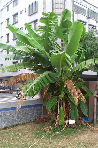 香蕉 產品圖片（圖片編號 825405）