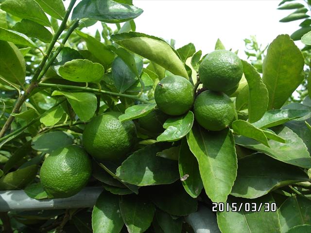 無子檸檬 產品圖片（圖片編號 825408）