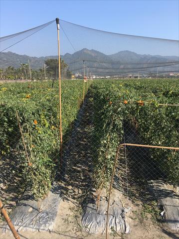 番茄(含小番茄) 產品圖片（圖片編號 825415）