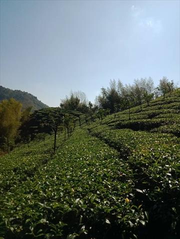 茶製品-茶 產品圖片（產品編號 622616）