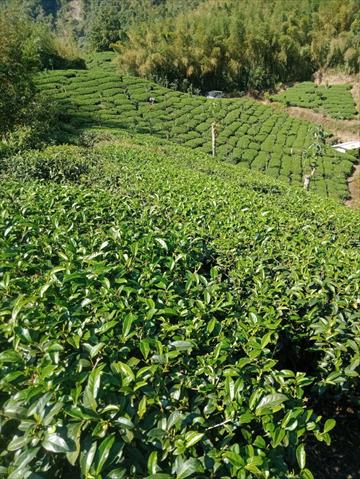 茶製品-茶 產品圖片（圖片編號 826472）