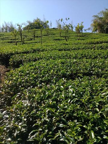 茶製品-茶 產品圖片（圖片編號 826473）