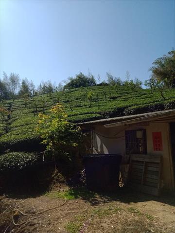 茶製品-茶 產品圖片（圖片編號 826474）