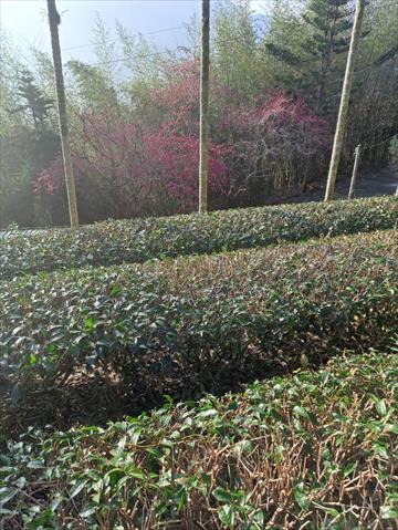 茶製品-茶 產品圖片（圖片編號 826765）