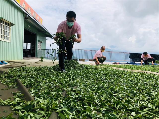 茶製品-茶 產品圖片（圖片編號 826815）