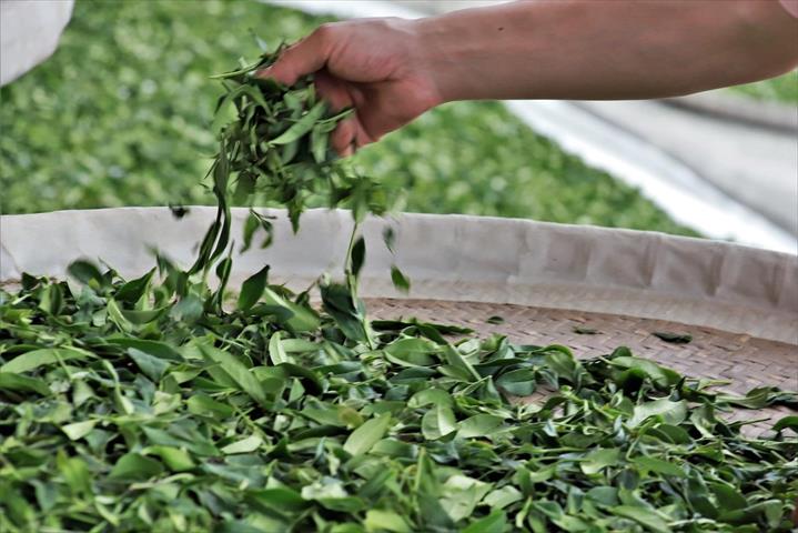 茶製品-茶 產品圖片（產品編號 622866）
