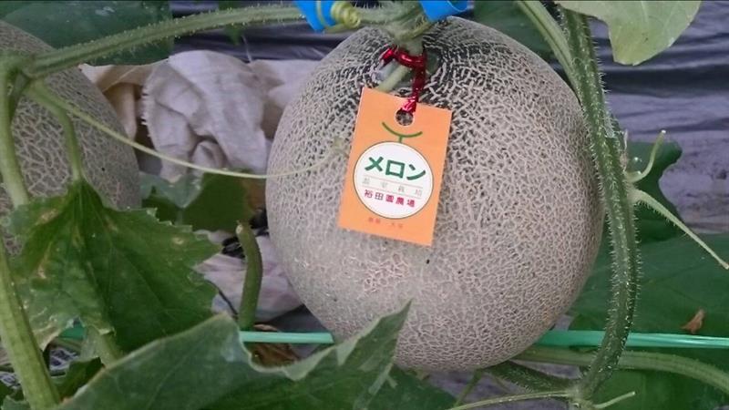 洋香瓜(哈蜜瓜) 產品圖片（產品編號 623298）