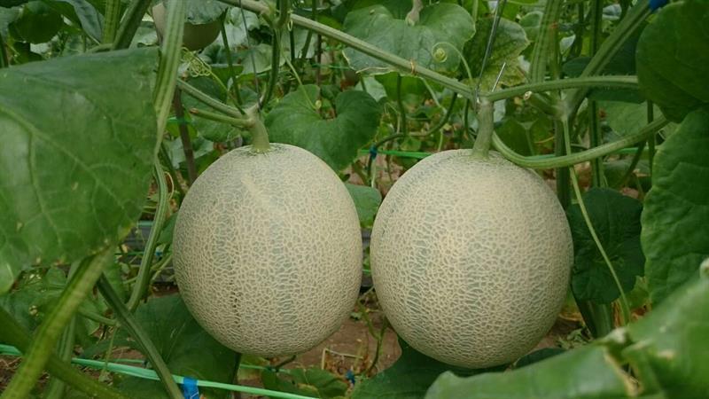 洋香瓜(哈蜜瓜) 產品圖片（圖片編號 827427）