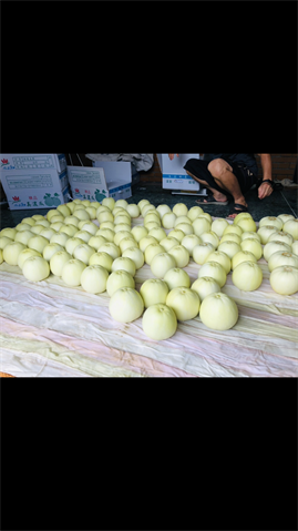 香瓜(美濃瓜) 產品圖片（圖片編號 827890）