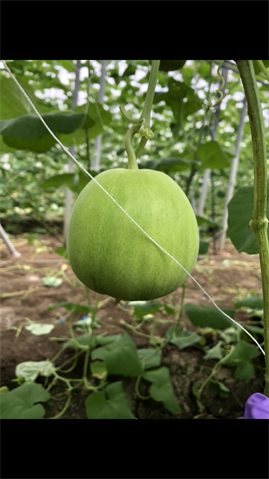 香瓜(美濃瓜) 產品圖片（圖片編號 827891）