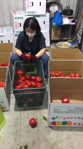 甜椒(含青椒) 產品圖片（圖片編號 827896）