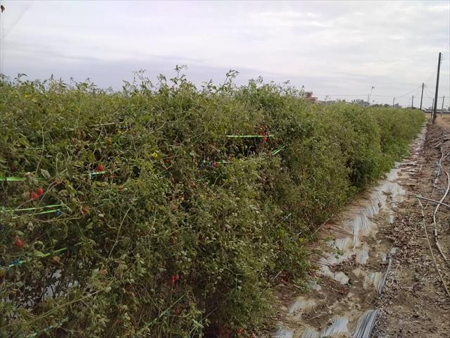 番茄(含小番茄) 產品圖片（圖片編號 829494）