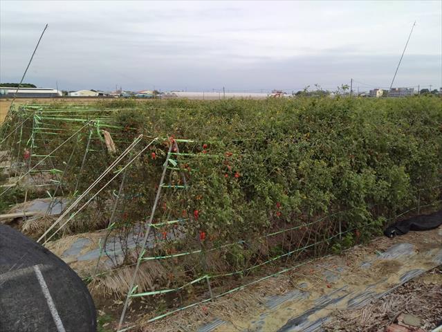 番茄(含小番茄) 產品圖片（圖片編號 829495）