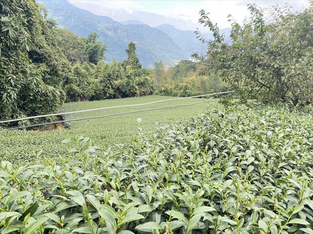 茶製品-茶 產品圖片（產品編號 626166）